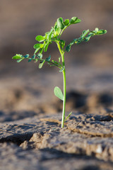 young plant growing in soil