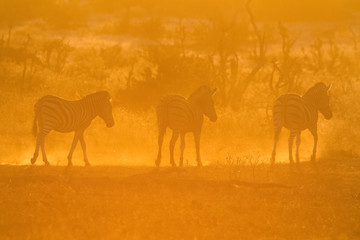 zebras in dust at sunset