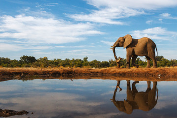 Fototapeta na wymiar An elephant reflected in the surface of a waterhole in Botswana
