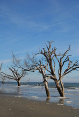 Fototapeta na wymiar Dead Tree Beach