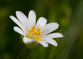 Obraz premium Stellaria holostea Große Sternmiere Frühjahrsboten am Waldrand Blüte