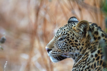 leopard portrait