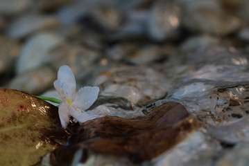 A white flower and its decayed leaf on a flood pebble