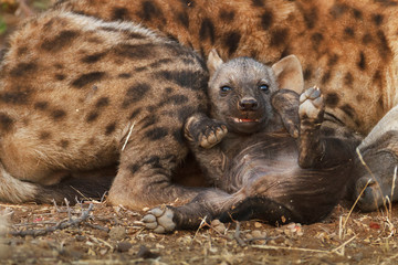 hyena cubs