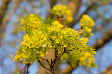 Spitzahornblüte  Acer platanoides inflorescence