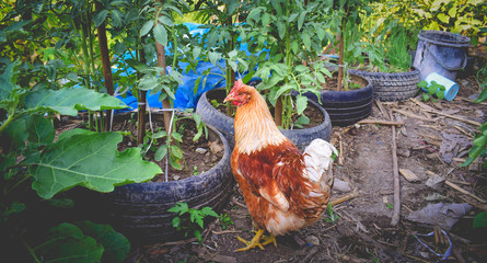 Brown chickens stroll in the garden.