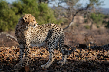 cheetah standing 