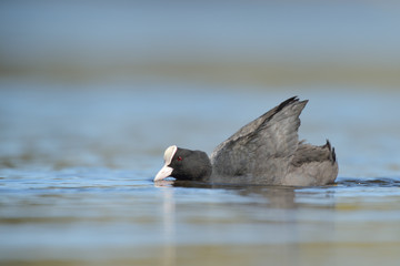 Blässhuhn Fulica atra