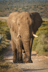 Fototapeta premium elephants walking