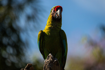 Bird