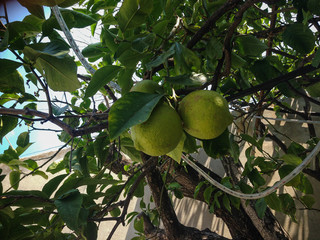 Lemons are hanging on a tree in Greece.
