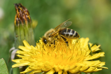 Honey bee feeding on dandelion flower. Bee flying on and over dandelion