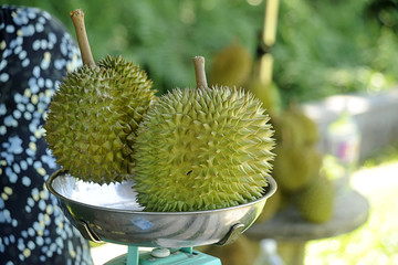 durian villages are usually grown in the village area