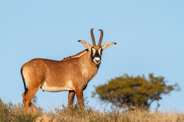 Naklejka na ściany i meble roan antelope in the wild