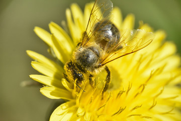 Honey bee feeding on dandelion flower. Bee flying on and over dandelion