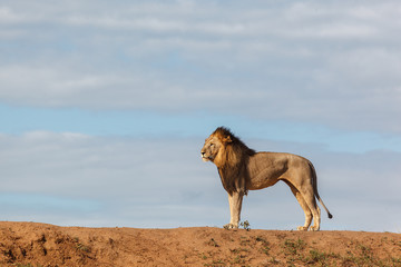 male lion against blue sky