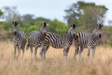 Plakat Zebra in the savannah