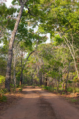 road in the woods