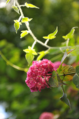 日本の東京都王子の飛鳥山で咲く　紫陽花の赤色の花