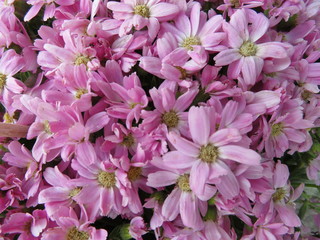 Beautiful flowers of intense colors and of great beauty