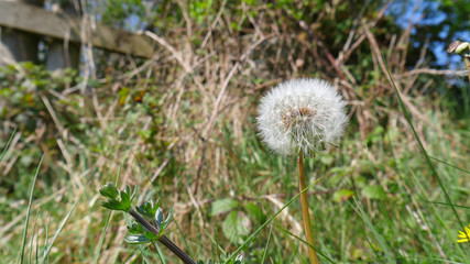 Dandelion ready to spread their seeds in the breeze