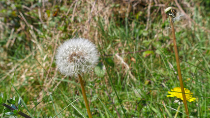 Dandelion ready to spread their seeds in the breeze