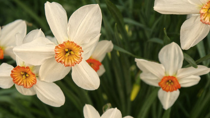 Fototapeta premium Beautiful daffodils in a Cornish hedgerow