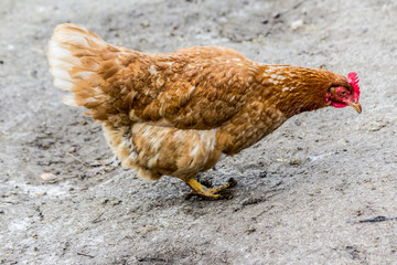 A brown hen with a white tail is looking for food in the courtyard of the chicken coop.  Close up. A site about pets, farms, agriculture, birds.
