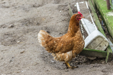 A brown hen with a white tail is looking for food in the courtyard of the chicken coop.  Close up. A site about pets, farms, agriculture, birds.