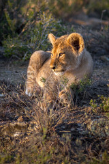 lion cub lying down