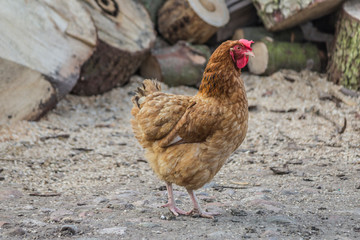 A brown hen with a white tail is looking for food in the courtyard of the chicken coop.  Close up. A site about pets, farms, agriculture, birds.