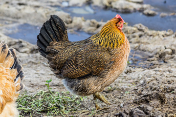 A brown hen with a black tail is looking for food in the courtyard of the chicken coop.  Close up. A site about pets, farms, agriculture, birds.
