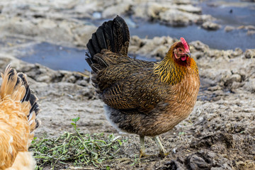 A brown hen with a black tail is looking for food in the courtyard of the chicken coop.  Close up. A site about pets, farms, agriculture, birds.
