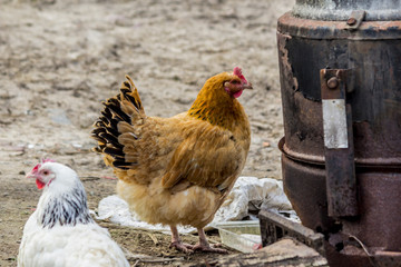A brown hen with a black tail is looking for food in the courtyard of the chicken coop.  Close up. A site about pets, farms, agriculture, birds.