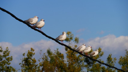Groupe d'oiseaux sur un c&acirc;ble &eacute;lectrique