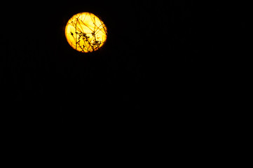 full red moon in the dark sky and vegetation silhouette