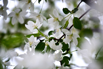 A branch from an apple tree with white blossoming buds. Close up, blurred spring background.