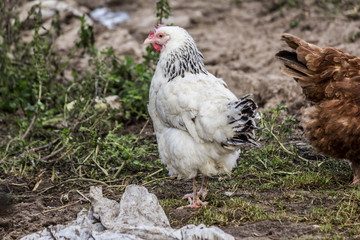 White hen is looking for food in the courtyard of the chicken coop. Livestock farm. Close up. A site about pets, farms, agriculture, birds .