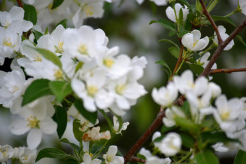 A branch from an apple tree with white blossoming buds. Close up, blurred spring background.