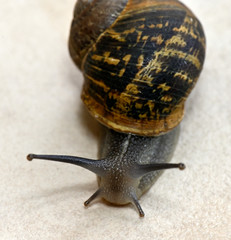 garden snail in motion