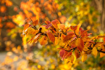 Autumn landscape. Golden, orange, red leaves adorn the trees in autumn.