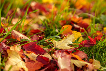 Autumn landscape. Golden, orange, red leaves lie on bright green grass.