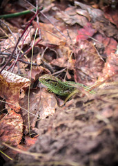 lizard in the leaves