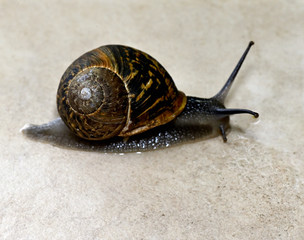 garden snail in motion
