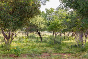 grove of green trees and grass