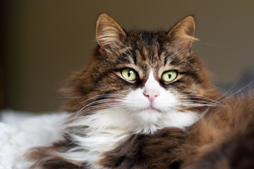 portrait of a beautiful fluffy cat with very long whiskers and eyebrows.