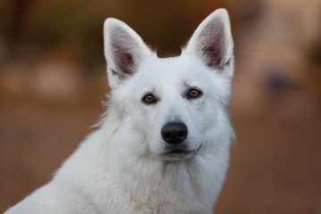 portrait of white dog
