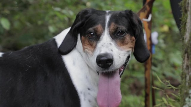 Hound dog panting on hiking trail