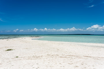 Tropical white beach in "Cayo Sardina" with sea birds (Los Roques Archipelago, Venezuela).