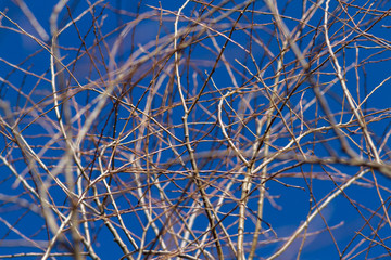 Dry branches against blue sky